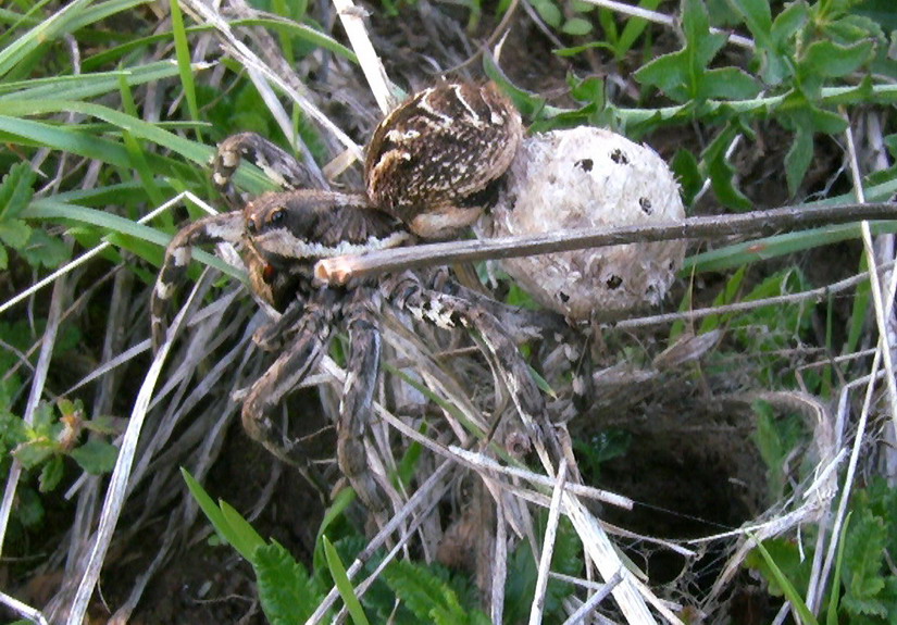 Lycosa tarantula con ovisacco - Gargano (FG)
